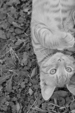 Illustration for article titled Shooting Challenge Pets Gallery 3
